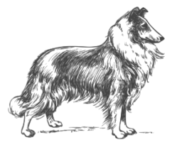 Collie Grayscale